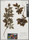 Foto von Salix appendiculata Vill. x Salix waldsteiniana Willd.